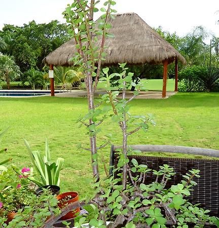 B&B Mom'S House Puerto Aventuras Dış mekan fotoğraf